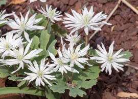 sanguinaria canadensis star 20140413 0003